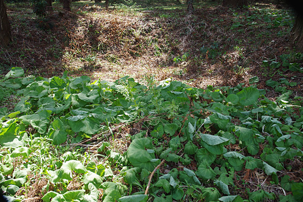 f:id:tamaokiyutaka:20180405040326j:plain f:id:tamaokiyutaka:20180405040326j:plain