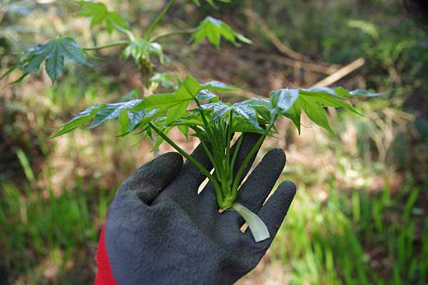 f:id:tamaokiyutaka:20180405040404j:plain f:id:tamaokiyutaka:20180405040404j:plain