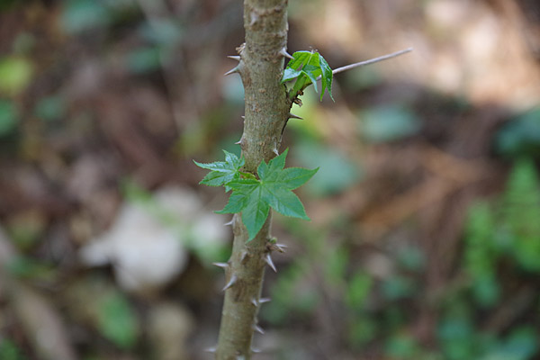 f:id:tamaokiyutaka:20180405040409j:plain f:id:tamaokiyutaka:20180405040409j:plain