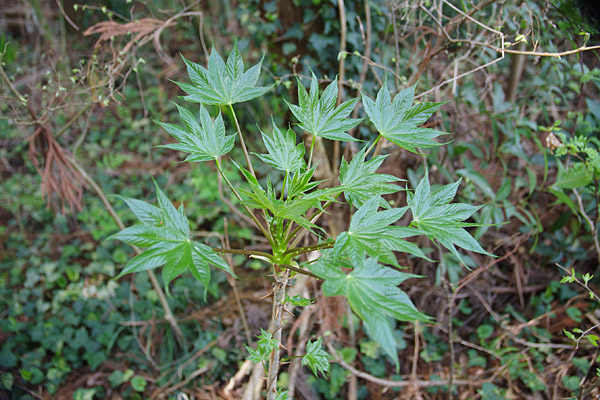 f:id:tamaokiyutaka:20180405040431j:plain f:id:tamaokiyutaka:20180405040431j:plain