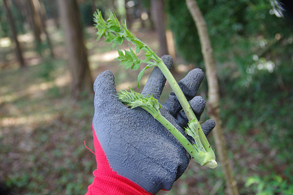 f:id:tamaokiyutaka:20180405040527j:plain f:id:tamaokiyutaka:20180405040527j:plain