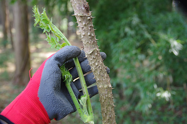 f:id:tamaokiyutaka:20180405040531j:plain f:id:tamaokiyutaka:20180405040531j:plain