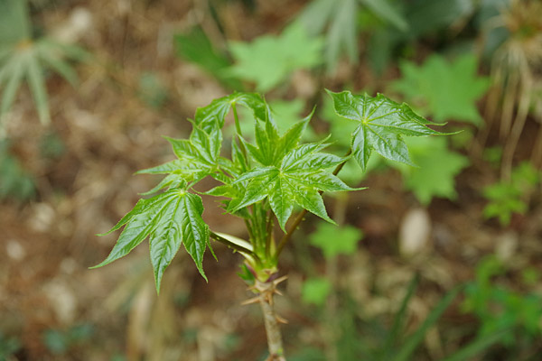 f:id:tamaokiyutaka:20180405040609j:plain f:id:tamaokiyutaka:20180405040609j:plain