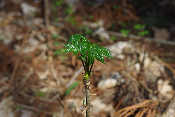 f:id:tamaokiyutaka:20180405040732j:plain f:id:tamaokiyutaka:20180405040732j:plain
