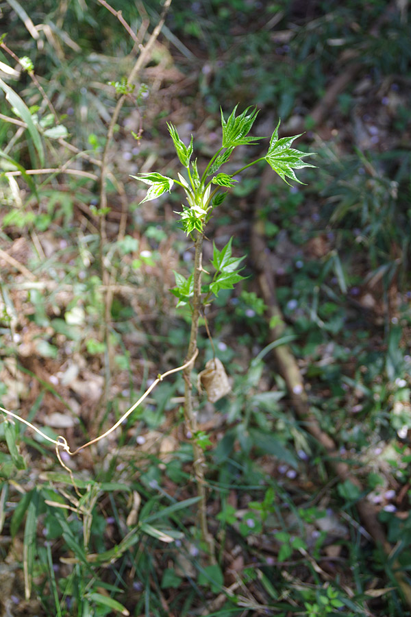 f:id:tamaokiyutaka:20180405040932j:plain f:id:tamaokiyutaka:20180405040932j:plain