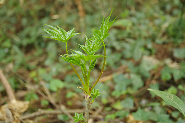 f:id:tamaokiyutaka:20180405041114j:plain f:id:tamaokiyutaka:20180405041114j:plain