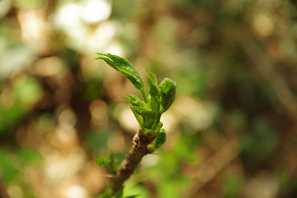 f:id:tamaokiyutaka:20180405041208j:plain f:id:tamaokiyutaka:20180405041208j:plain