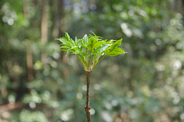 f:id:tamaokiyutaka:20180405041220j:plain f:id:tamaokiyutaka:20180405041220j:plain