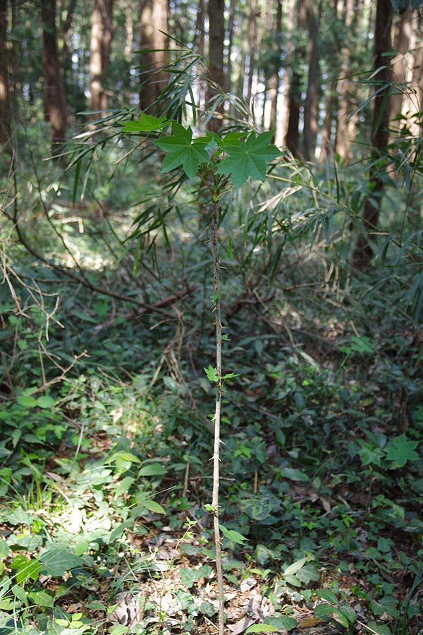 f:id:tamaokiyutaka:20180405041243j:plain f:id:tamaokiyutaka:20180405041243j:plain