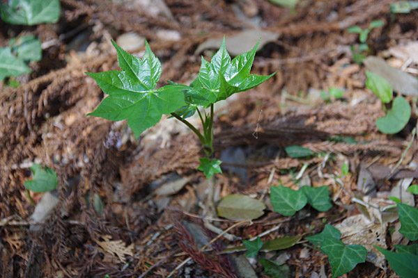 f:id:tamaokiyutaka:20180405041259j:plain f:id:tamaokiyutaka:20180405041259j:plain