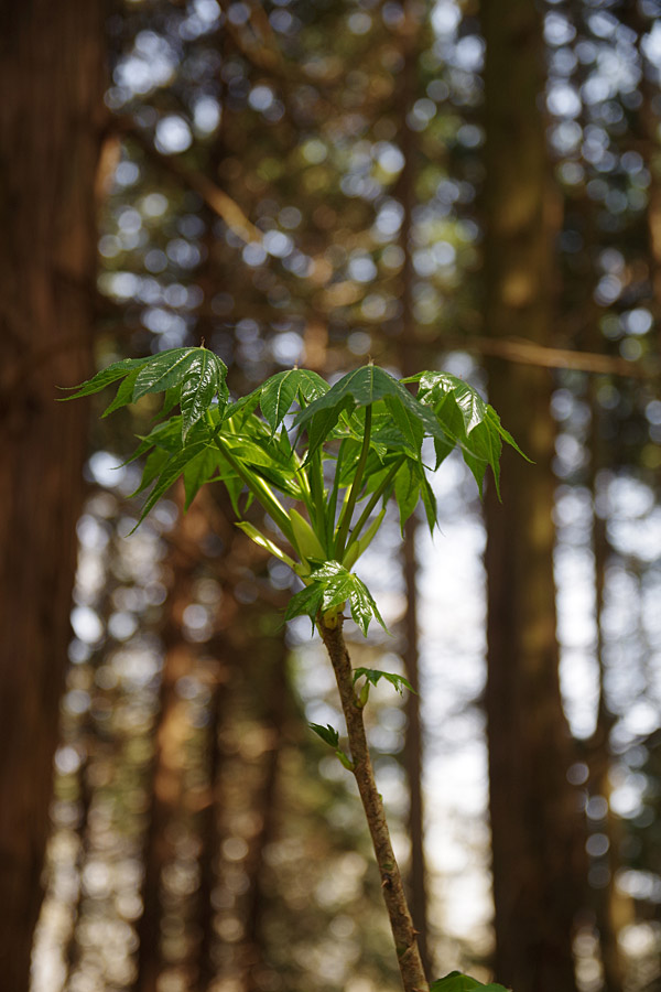 f:id:tamaokiyutaka:20180405041307j:plain f:id:tamaokiyutaka:20180405041307j:plain