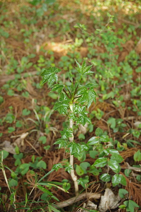 f:id:tamaokiyutaka:20180405041358j:plain f:id:tamaokiyutaka:20180405041358j:plain