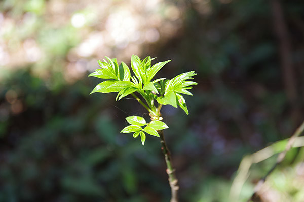 f:id:tamaokiyutaka:20180405041452j:plain f:id:tamaokiyutaka:20180405041452j:plain