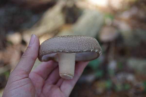 f:id:tamaokiyutaka:20180405041530j:plain f:id:tamaokiyutaka:20180405041530j:plain