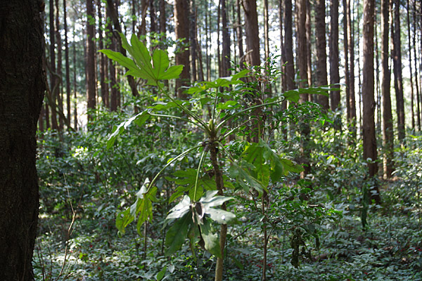 f:id:tamaokiyutaka:20180405041542j:plain f:id:tamaokiyutaka:20180405041542j:plain