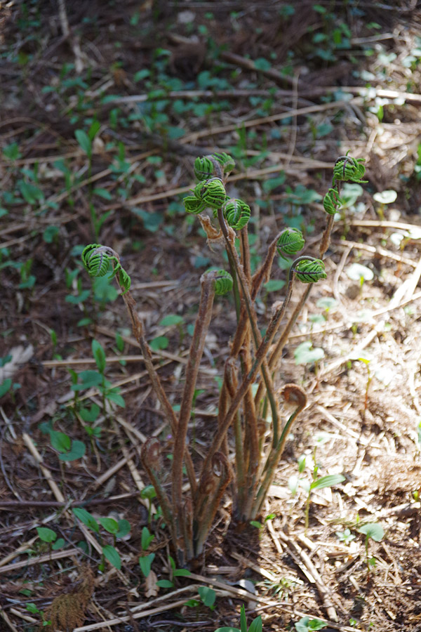 f:id:tamaokiyutaka:20180405041606j:plain f:id:tamaokiyutaka:20180405041606j:plain