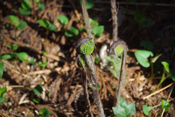 f:id:tamaokiyutaka:20180405041617j:plain f:id:tamaokiyutaka:20180405041617j:plain