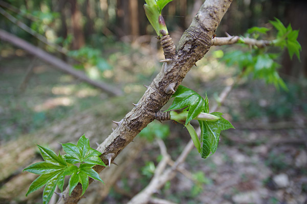 f:id:tamaokiyutaka:20180405041716j:plain f:id:tamaokiyutaka:20180405041716j:plain