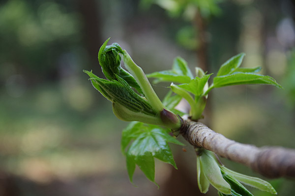 f:id:tamaokiyutaka:20180405041749j:plain f:id:tamaokiyutaka:20180405041749j:plain