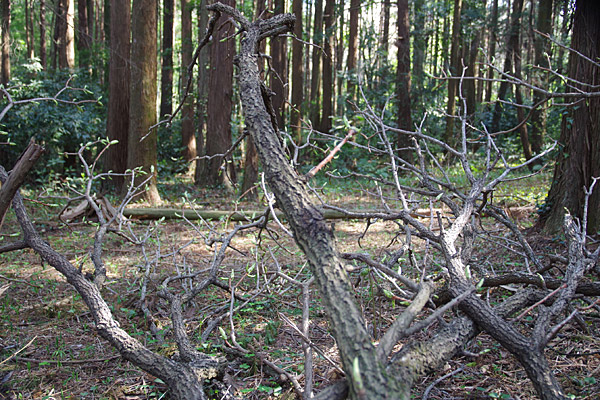 f:id:tamaokiyutaka:20180405041825j:plain f:id:tamaokiyutaka:20180405041825j:plain