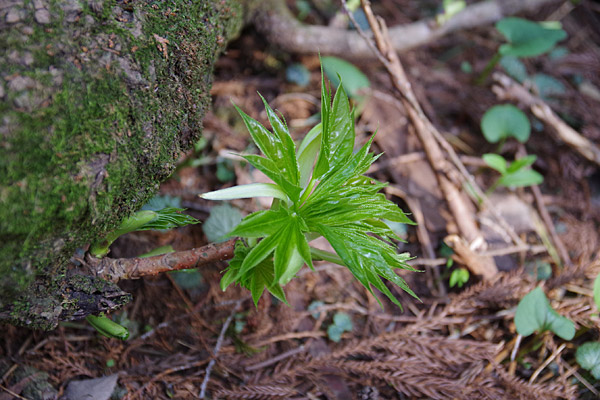 f:id:tamaokiyutaka:20180405041831j:plain f:id:tamaokiyutaka:20180405041831j:plain
