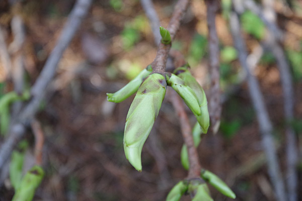 f:id:tamaokiyutaka:20180405041909j:plain f:id:tamaokiyutaka:20180405041909j:plain