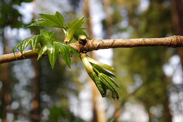 f:id:tamaokiyutaka:20180405041922j:plain f:id:tamaokiyutaka:20180405041922j:plain
