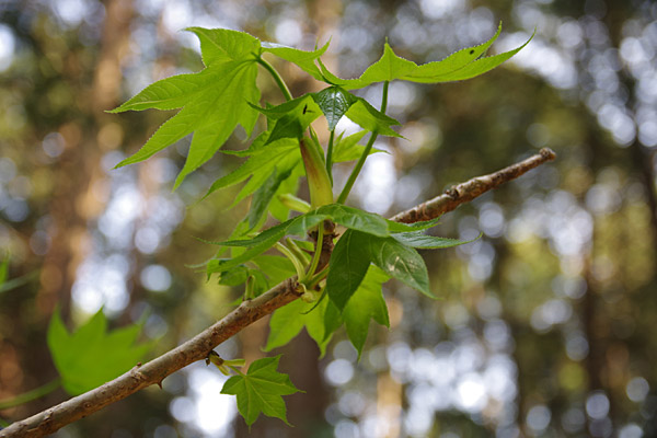 f:id:tamaokiyutaka:20180405041929j:plain f:id:tamaokiyutaka:20180405041929j:plain