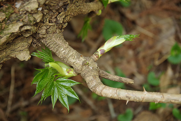 f:id:tamaokiyutaka:20180405041954j:plain f:id:tamaokiyutaka:20180405041954j:plain