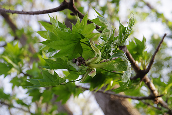 f:id:tamaokiyutaka:20180405042055j:plain f:id:tamaokiyutaka:20180405042055j:plain