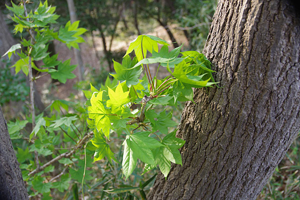 f:id:tamaokiyutaka:20180405042103j:plain f:id:tamaokiyutaka:20180405042103j:plain