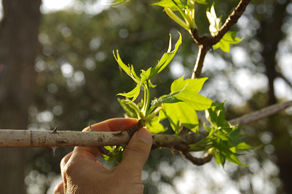 f:id:tamaokiyutaka:20180405042113j:plain f:id:tamaokiyutaka:20180405042113j:plain