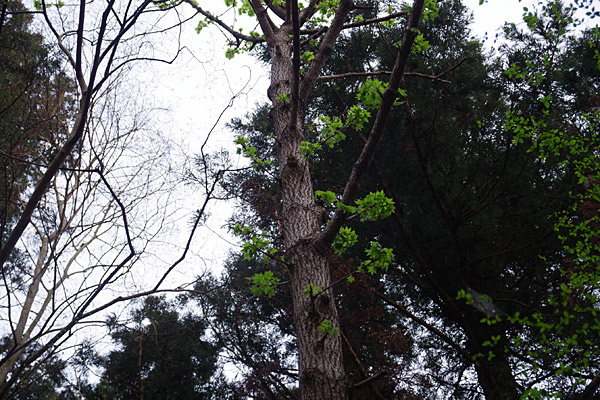 f:id:tamaokiyutaka:20180405042209j:plain f:id:tamaokiyutaka:20180405042209j:plain