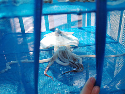 f:id:tamaokiyutaka:20180516152757j:plain f:id:tamaokiyutaka:20180516152757j:plain