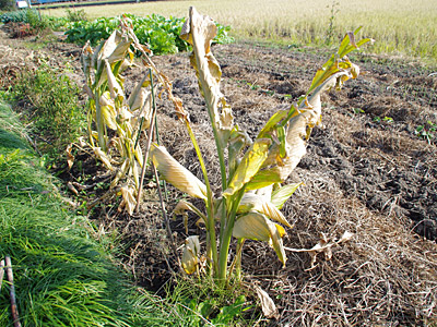 f:id:tamaokiyutaka:20180516163235j:plain