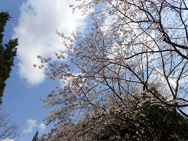 f:id:tamaokiyutaka:20180612142149j:plain f:id:tamaokiyutaka:20180612142149j:plain