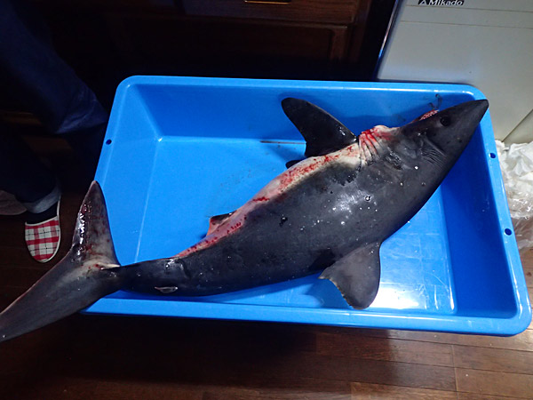 f:id:tamaokiyutaka:20180612143743j:plain f:id:tamaokiyutaka:20180612143743j:plain