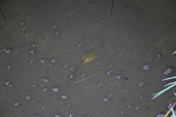 f:id:tamaokiyutaka:20180626220632j:plain