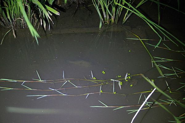 f:id:tamaokiyutaka:20180626220638j:plain