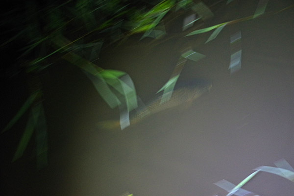 f:id:tamaokiyutaka:20180626220642j:plain