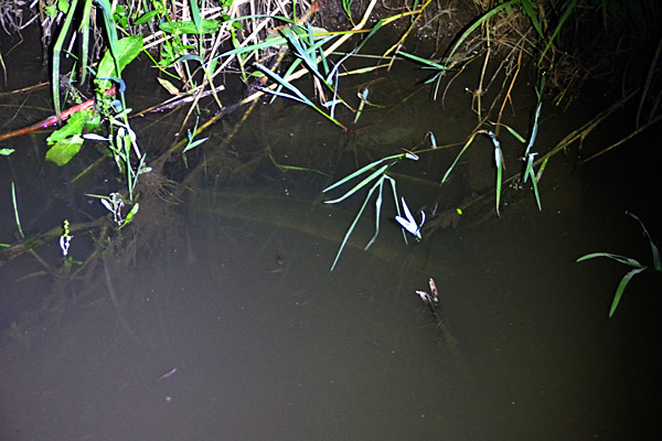 f:id:tamaokiyutaka:20180626220651j:plain