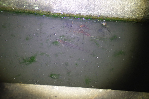 f:id:tamaokiyutaka:20180626220707j:plain