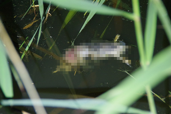 f:id:tamaokiyutaka:20180626220919j:plain