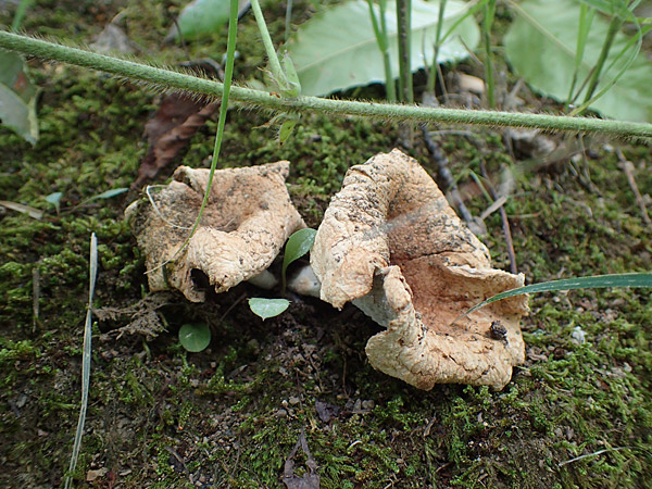 f:id:tamaokiyutaka:20180823000128j:plain