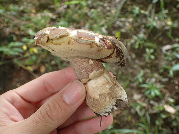 f:id:tamaokiyutaka:20180823000138j:plain