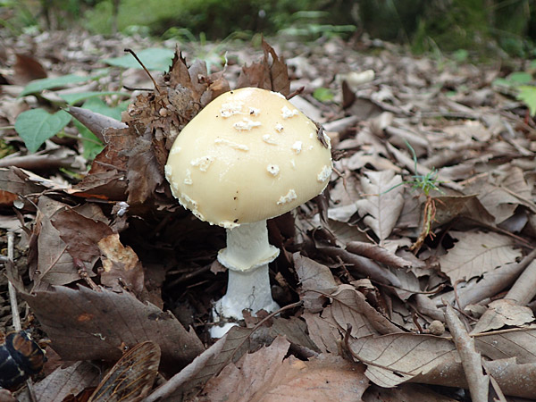 f:id:tamaokiyutaka:20180823000246j:plain