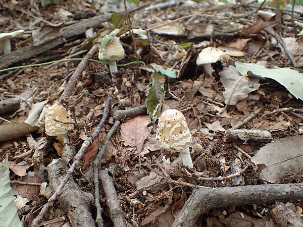 f:id:tamaokiyutaka:20180823000301j:plain