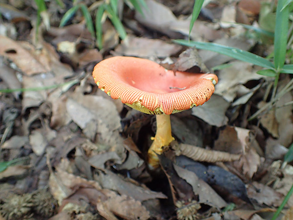 f:id:tamaokiyutaka:20180823000331j:plain