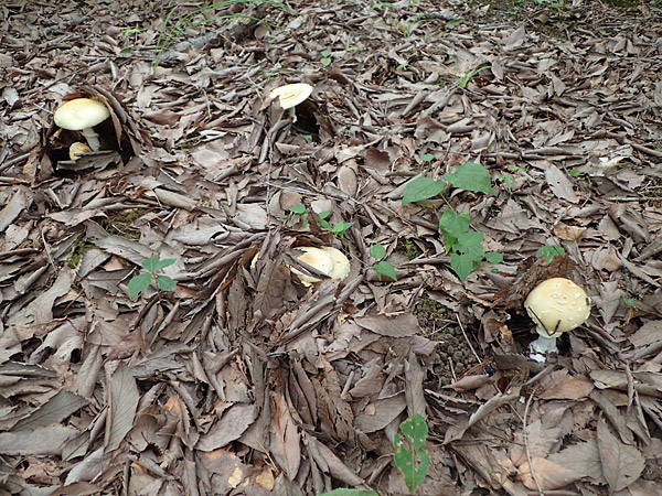 f:id:tamaokiyutaka:20180823000351j:plain