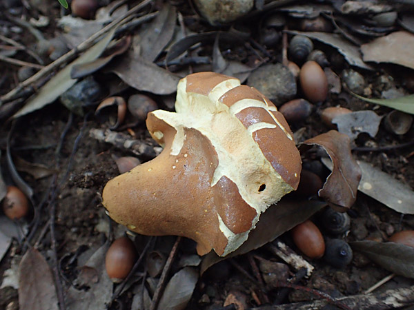 f:id:tamaokiyutaka:20180823000400j:plain